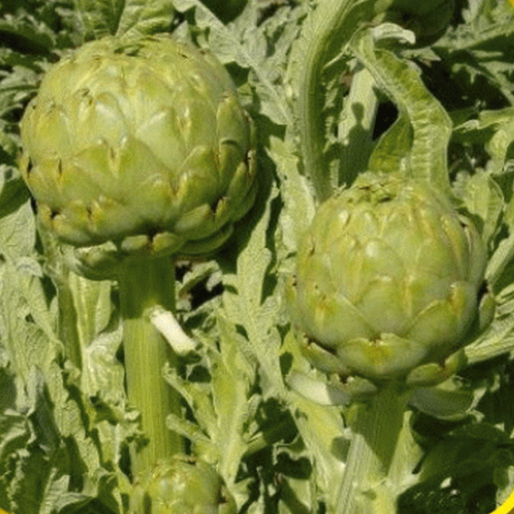 The Definitive Guide to Cardoon - Cynara Cardunculus Seeds - Select Seeds