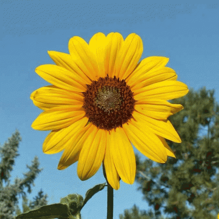 Helianthus Annuus Annual Sunflower Wildflower Seed