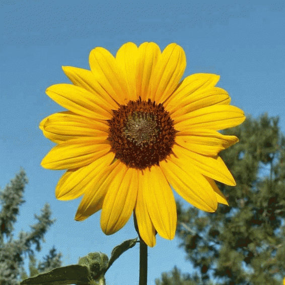 Helianthus annuus (Annual Sunflower) Wildflower Seed