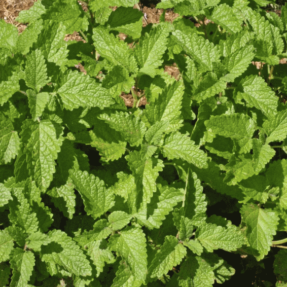 Everything about Lemon Balm Seeds