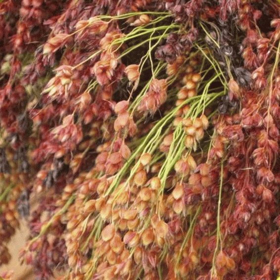 Ornamental Corn Seeds Multi Colored Broom Corn