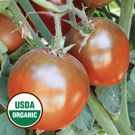 Heirloom Black Prince Tomato Seeds Organically Grown USA Made in Wisconsin non-GMO