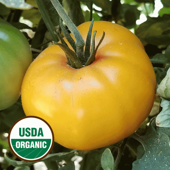 Seeds Heirloom Hillbilly Tomato