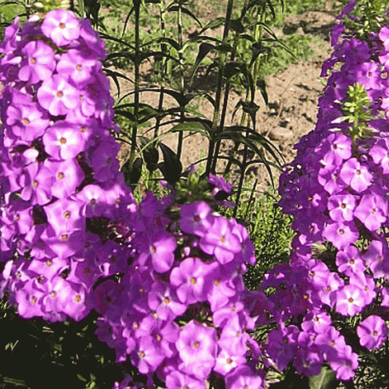 Phlox maculata (Wild Sweet William) Wildflower Seed
