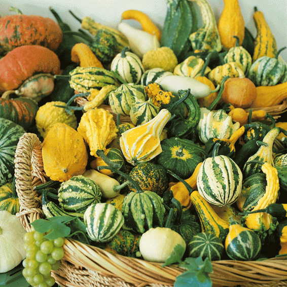Gourd Seeds Small Mixed