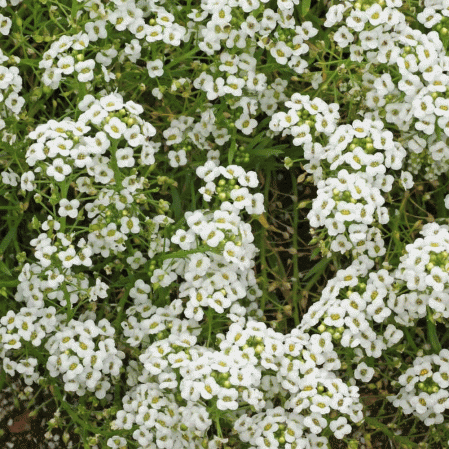 White Snow on the Mountain Wild Flowered Bush 25  SEEDS