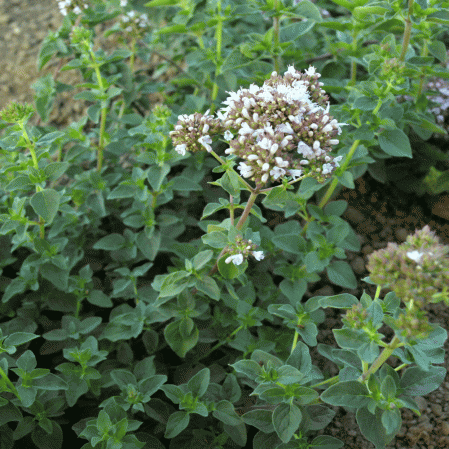 Herbs Oregano Seeds
