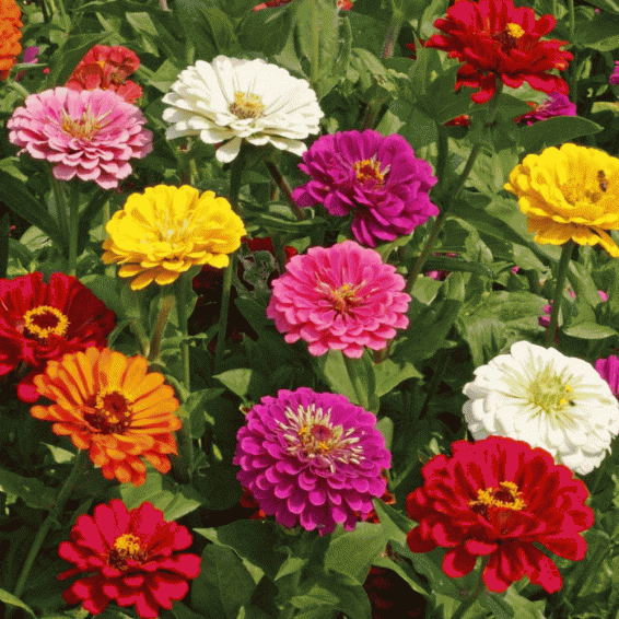 California Giant Zinnia Seeds Bulk Zinnia Flower Seed Mix