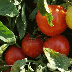 Everwilde Farms Mylar Seed Packet 50 Italian Roma Heirloom Tomato Seeds 