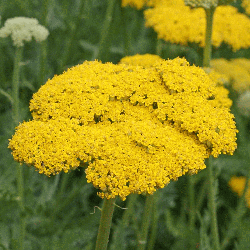 Everwilde Farms Mylar Seed Packet 2000 Western Yarrow Wildflower Seeds 