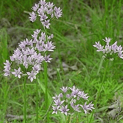 Allium-canadense
