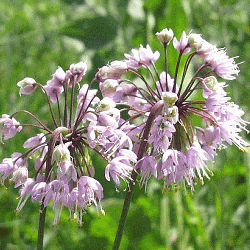 Allium-cernuum