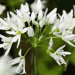 Allium-tricoccum