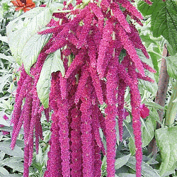 Everwilde Farms Mylar Seed Packet 1 Lb Red Garnet Amaranth Herb Seeds 