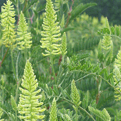 Astragalus-canadensis