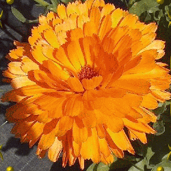 Calendula-Balls-Orange-Wildflower-Seeds