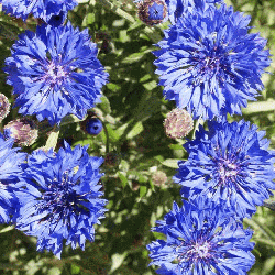 Dwarf Blue Bachelor Button Cornflower Seeds