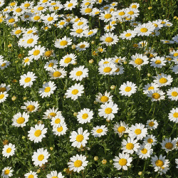 Daisy Wildflower Seed Mix 10 Daisy Species Variety Packet Sizes FREE SHIPPING