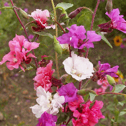 Clarkia unguiculata or Mountain Garland 20 seeds 