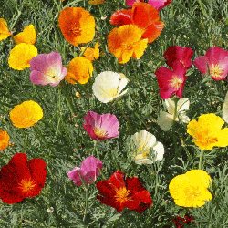 California Poppy Seed Mix