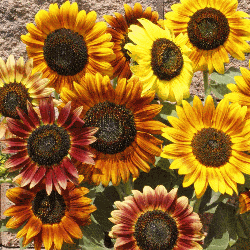 Business sasha Each Pack 20 Seed Japan Sunflower Helianthus Annuus Flower HOT 1