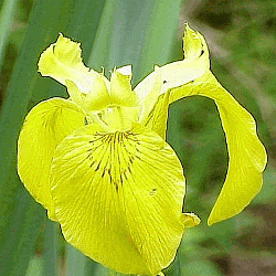 OVER 30 Pea Size Seeds *CHEAPEST* Iris Pseudacorus,Yellow//Water Flag,Wild Lilly