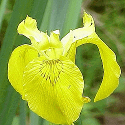 Yellow Iris Seeds