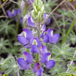 Mojave-Lupine-Wildflower-Seeds