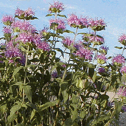 Monarda Fistulosa Variation Wahpe Washtemna Wildflower Seed