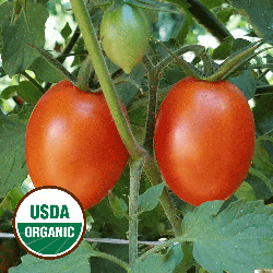 100 Homestead Tomato Seeds Organic Heirloom Vegetable Seed Fast Free Shipping 