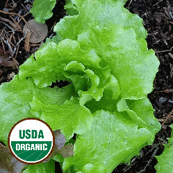 1 Oz Salad Bowl Leaf Lettuce Seeds Everwilde Farms Mylar Seed Packet 