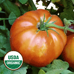 ORGANIC SEEDS COMBINED SHIP Tomato Seeds 5 Delicious Heirloom Varieties 125