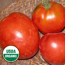 Seeds Very  Productive Organic Heirloom non-gmo Tomato-Money Maker 25 