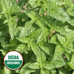 Everwilde Farms Mylar Seed Packet 1000 Organic Lemon Basil Organic Herb Seeds 