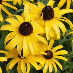 BLACKEYED SUSAN FLOWER SEEDS 60,000 SEEDS BULK