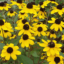 BLACKEYED SUSAN FLOWER SEEDS 60,000 SEEDS BULK