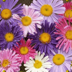 Single-Mixed-China-Aster-Wildflower-Seeds