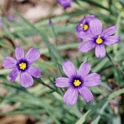 Everwilde Farms Mylar Seed Packet 150 Stout Blue Eyed Grass Wildflower Seeds 