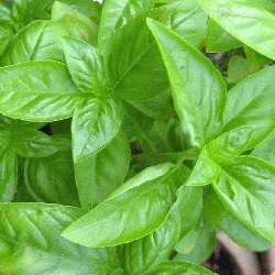 sweet basil sweet basil