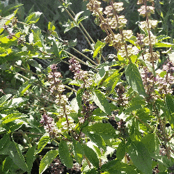 1 Oz Genovese Basil Herb Seeds Everwilde Farms Mylar Seed Packet 
