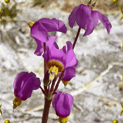 25 PERENNIAL DODECATHEON MEADIA PINK MIDLAND SHOOTING STAR FLOWER SEEDS SHADE