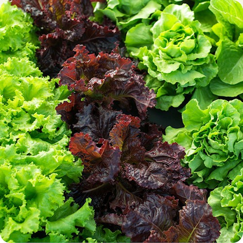 Lettuce Seeds
