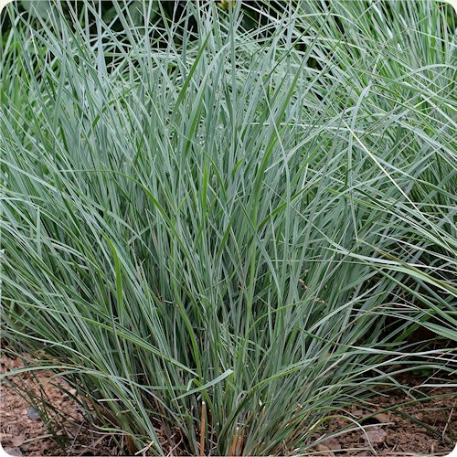 Native Grass & Sedge Seeds