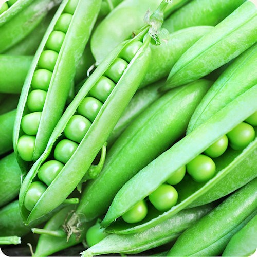 Pea Seeds