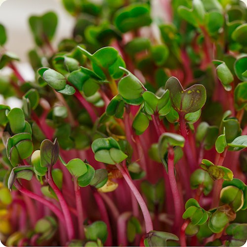 Popular Sprouting Seeds