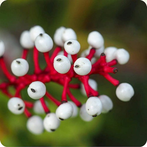 Rare Native Wildflower Seeds
