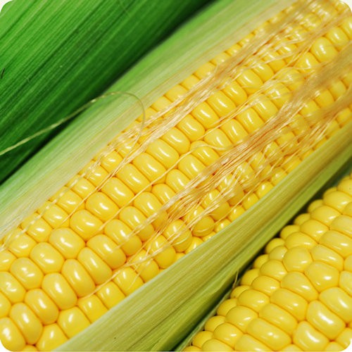 Sweet Corn Seeds