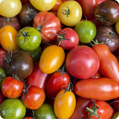 Heirloom Tomato Seeds